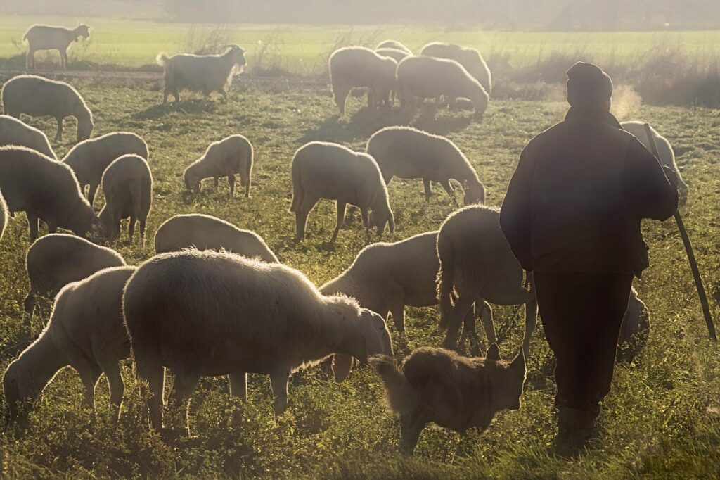 Shepherd and Flock