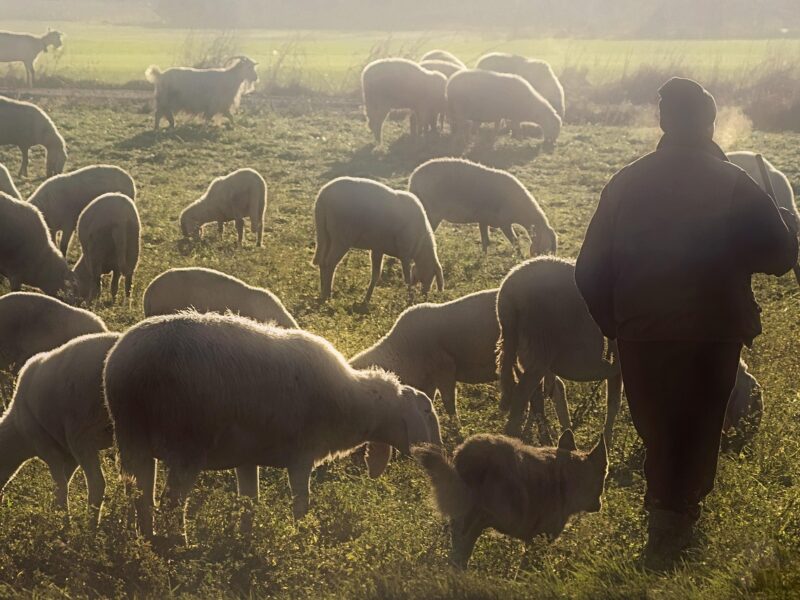 Shepherd and Flock